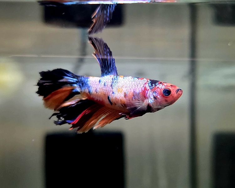 Candy Koi Betta Fighting Fish - Female